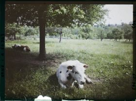 Image représentant Pâturage