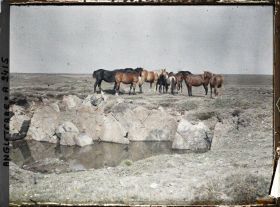 Image représentant Troupeau de chevaux