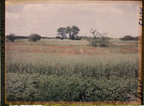 Image représentant Ile de France, Corneilles en Parisis , Pommes de terre et blé