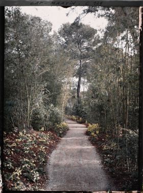 Image représentant Cap Martin - Le Jardin (Bambous)