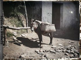 Image représentant Espagne, Bilbao, Un petit âne avec les paniers (festos)