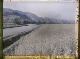 Image représentant Afghanistan, Meidan, Paysage et Champ de blé