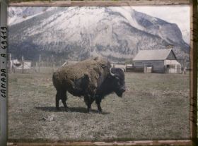 Image représentant Canada, Banff, Bisons (gros)