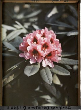 Image représentant Rhododendron en fleur