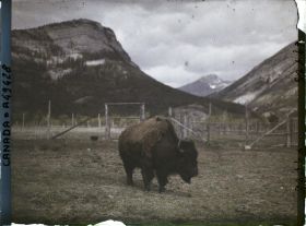 Image représentant Canada, Banff, Bison (gros)