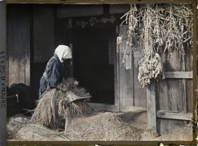 Image représentant Séparation des grains de la paille de riz par peignage