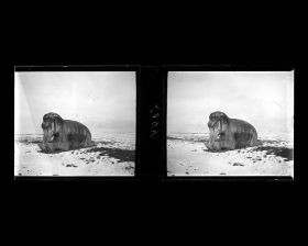 Image représentant Ming Shisanling ("Treize Tombeaux des Ming"). L'un des deux éléphants assis de l'allée des statues