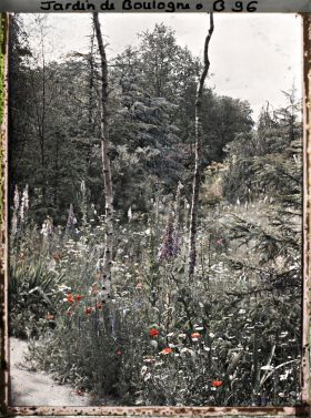 Image représentant La prairie en fleurs au pied des bouleaux de la forêt dorée