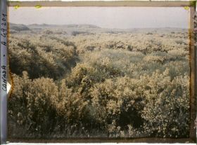 Image représentant Canada, Victoria, Beaconhill parc, autre vue