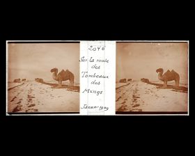 Image représentant Ming Shisanling ("Treize Tombeaux des Ming"). L'un des deux chameaux debout de l'allée des statues