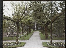Image représentant Allée verdoyante du verger-roseraie, entre le rond-point proche du jardin français et la forêt bleue