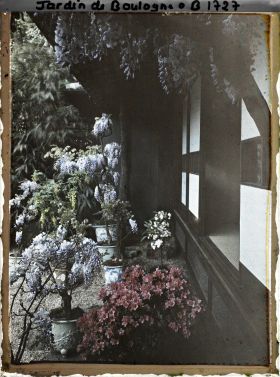 Image représentant Glycines et azalées en pots fleuries, au pied de la maison est du " village japonais "