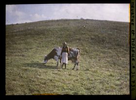 Image représentant France, Thiaucourt, Vaches au pâturage   ; effet du matin