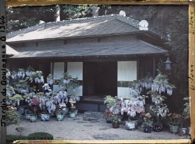 Image représentant Maison est du " village japonais ", ornée de glycines, d'azalées et de calcéolaires en pots fleuries