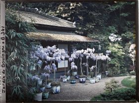 Image représentant Glycines en pots fleuries, devant la maison est du " village japonais "