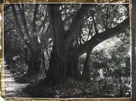 Image représentant Ficus dans le jardin d'Essais
