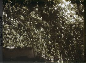 Image représentant Hollande, La Haye, Vigne forcée dans la Serre de M. Loudon