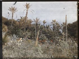 Image représentant Cap Martin Le Jardin