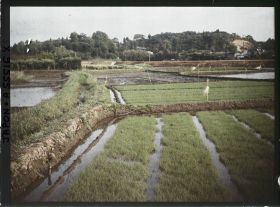 Image représentant Rizières