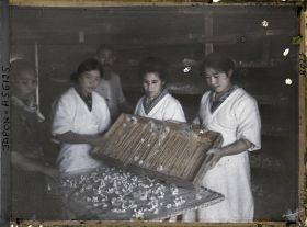 Image représentant Sélection des papillons pour la ponte