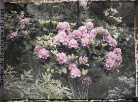 Image représentant Rhododendrons