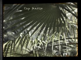 Image représentant le Jardin Palmiers