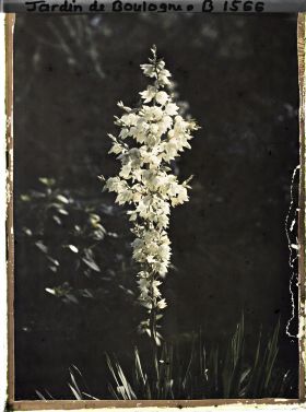 Image représentant Yucca