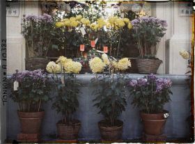 Image représentant Des chrysanthèmes en pots dans exposition florale