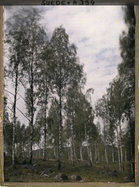 Image représentant Forêt de bouleaux