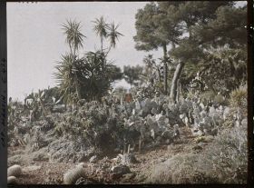 Image représentant Cap Martin Le Jardin