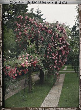 Image représentant Rosiers en fleurs et contre-allées à l'ouest du verger-roseraie, vus en direction de la forêt bleue