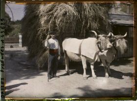 Image représentant France, Bayonne, Sur la Route de Bayonne à St Etienne, attelage de boeufs