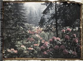 Image représentant Rhodos dans la forêt bleue