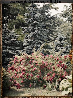 Image représentant Buisson de roses rouges en fleurs près de la forêt bleue