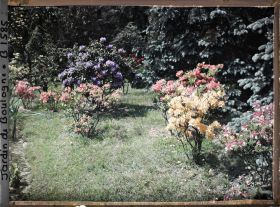 Image représentant Azalées près de l'étang dans le marais