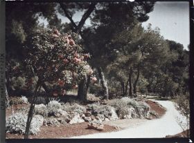 Image représentant Rocaille et rosier en fleurs en bordure d'allée et de pinède