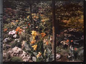 Image représentant Cannas et hortensias en fleurs sur une butte du " sanctuaire japonais "