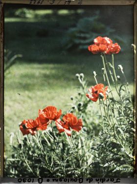 Image représentant Pavots près du marais