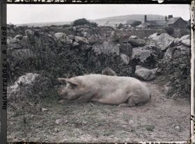 Image représentant Un cochon