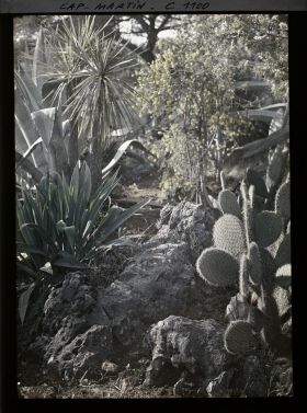 Image représentant le Jardin Palmiers