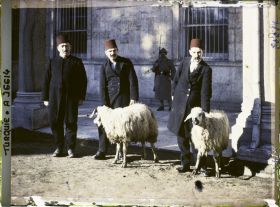 Image représentant Les deux moutons devant être sacrifiés, au Topkapi-Sarayi ("palais de la Porte-du-Canon"), le jour de l'investiture du Calife