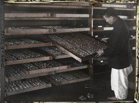 Image représentant Bombyx entreposés pour la ponte