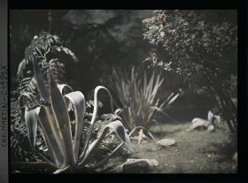 Image représentant Agaves, rosier en fleur, acanthe (?) et roches, ponctuant un espace enherbé