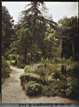 Image représentant Rocaille et cèdre dressé près du torii et des ponts du " sanctuaire japonais "