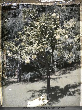 Image représentant le Jardin