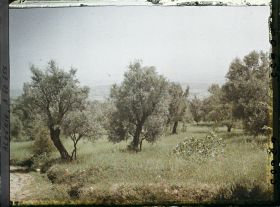 Image représentant Champs de blé et oliviers