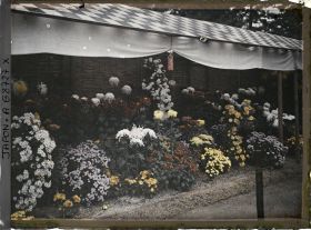 Image représentant Exposition de chrysanthèmes