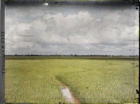 Image représentant Des rizières s'étendant à perte de vue