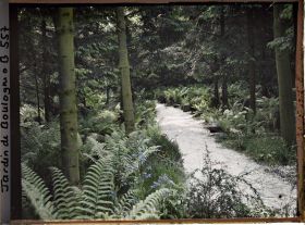 Image représentant Scène de sous-bois dans la forêt vosgienne