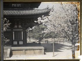 Image représentant Temple Kôfuku-ji : soubassement et premier niveau de la pagode à cinq étages ; cerisiers en fleurs et pins